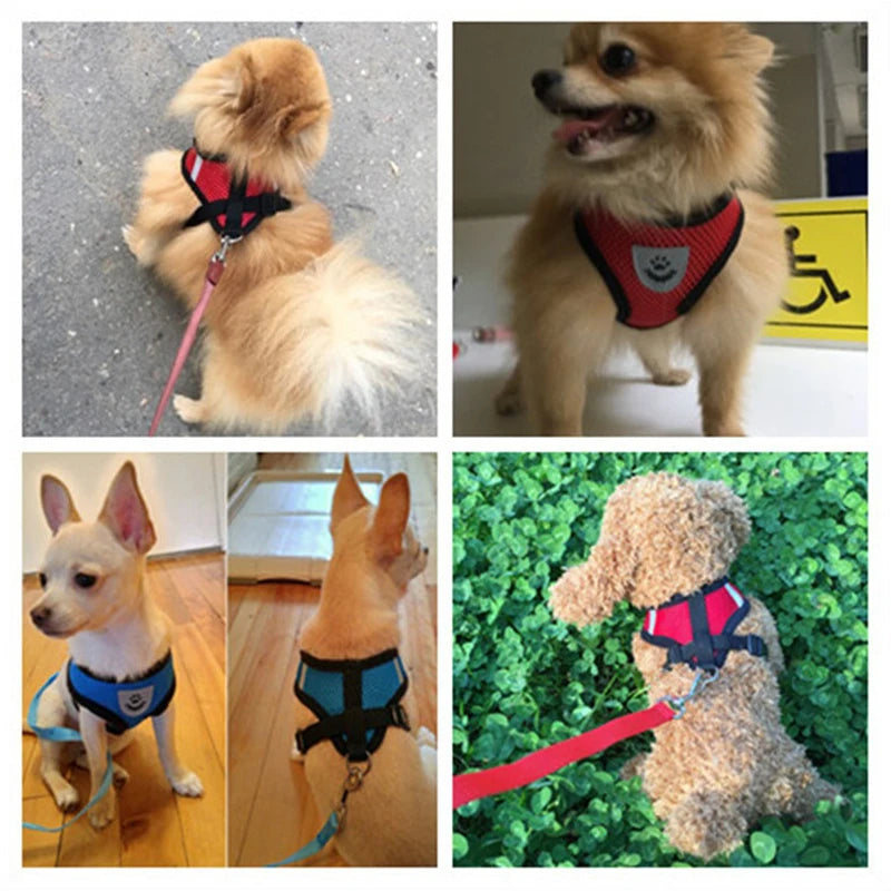 The ultimate dog walking harness lead