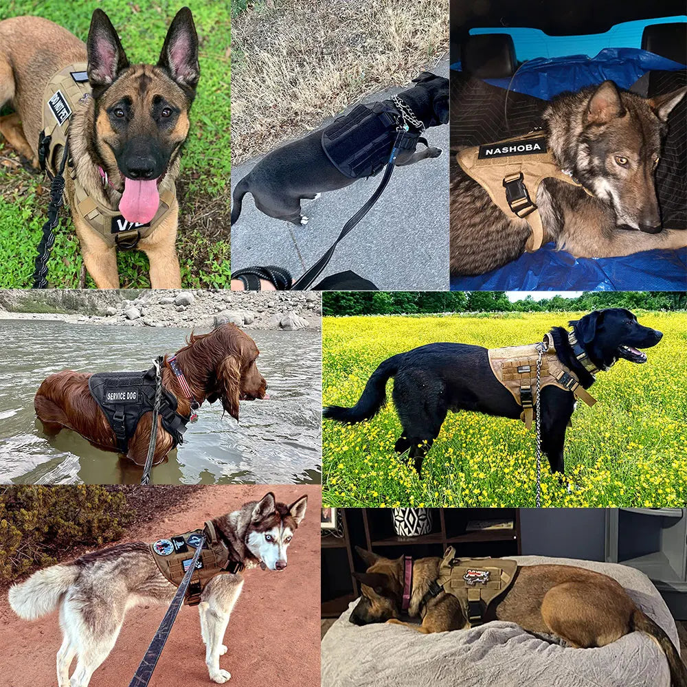Large Dog Harness And Leash Set - Training Walking Vest